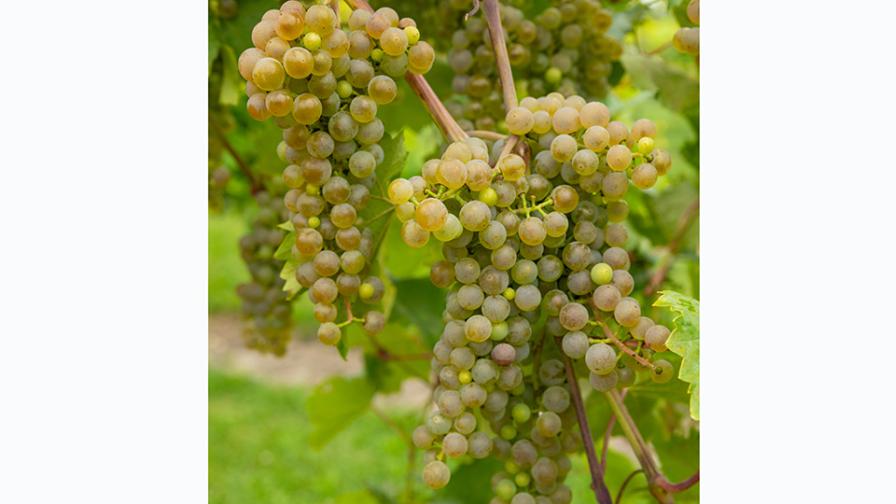 cluster of Clarion wine grapes