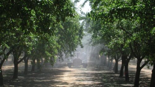 Proper Irrigation and Spraying are the Foundation of Your Nut Orchard ...