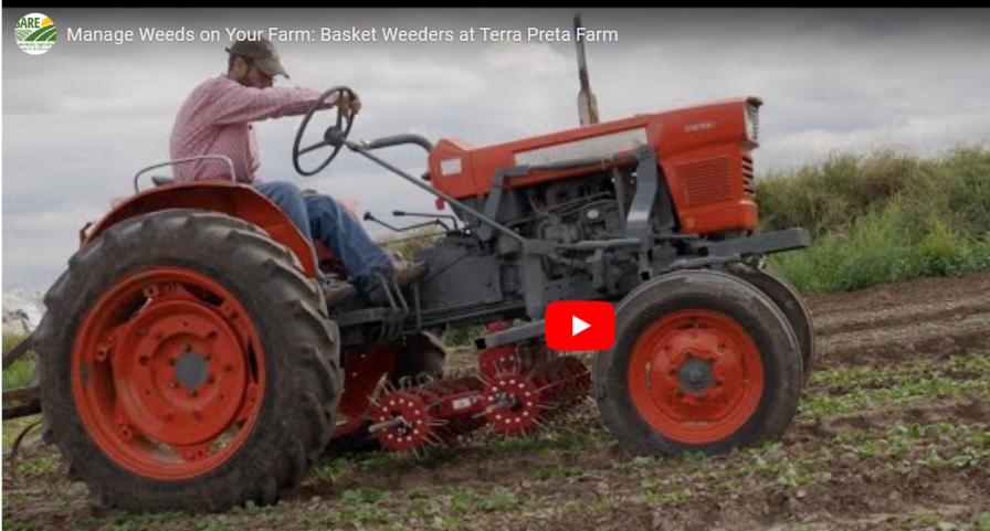 Basket weeding video screen shot