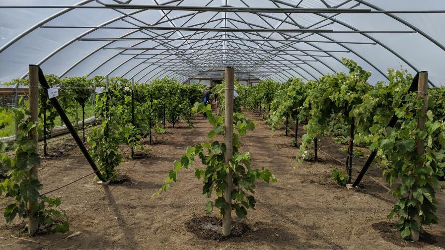 table grapes growing in a high tunnel