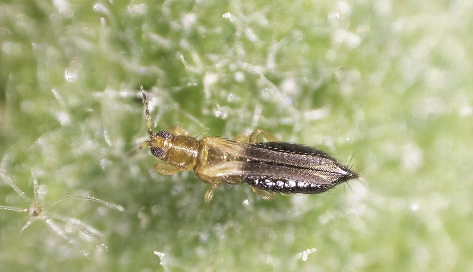 Microscopic view of Thrips parvispinus