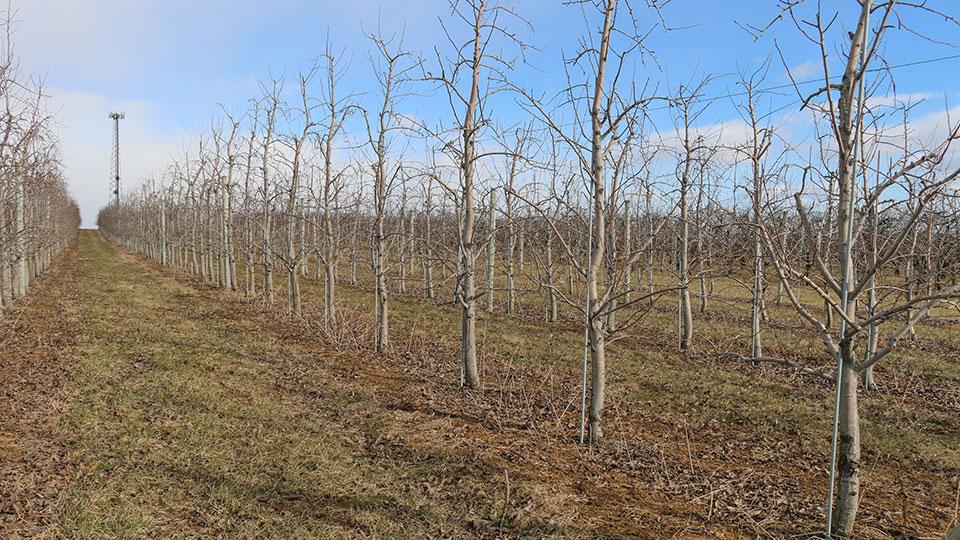 High-density pear planting at Kauffman Orchards
