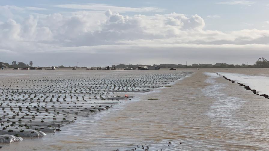 Flooded strawberry field in California after atmospheric river event