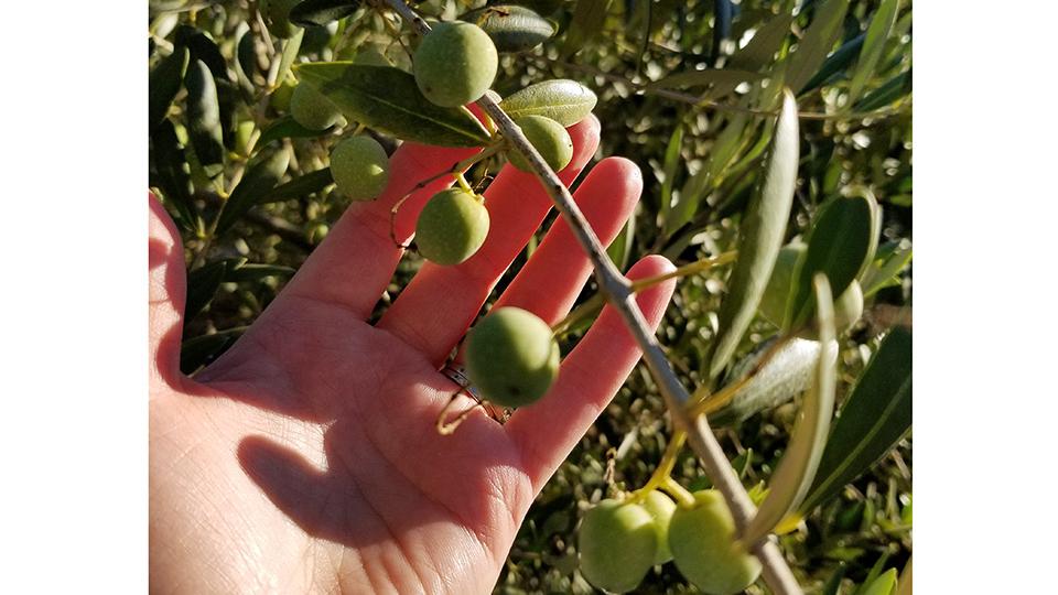 Oregon olives up close