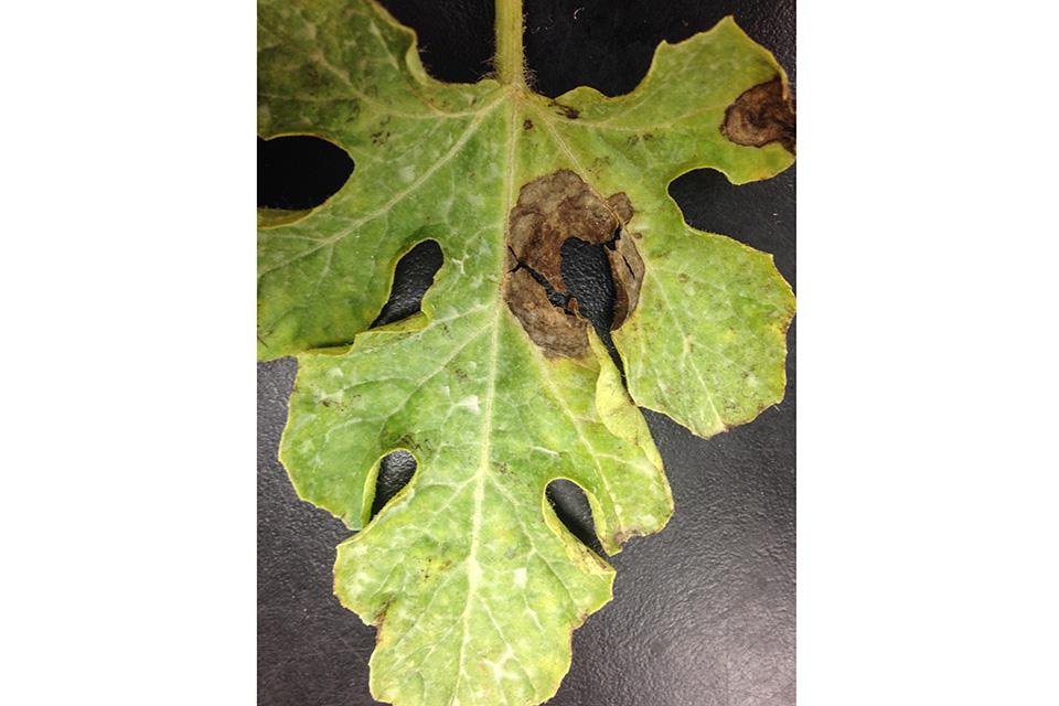gummy stem blight symptoms on watermelon leaf