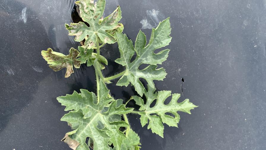 Ozone damage on young watermelon