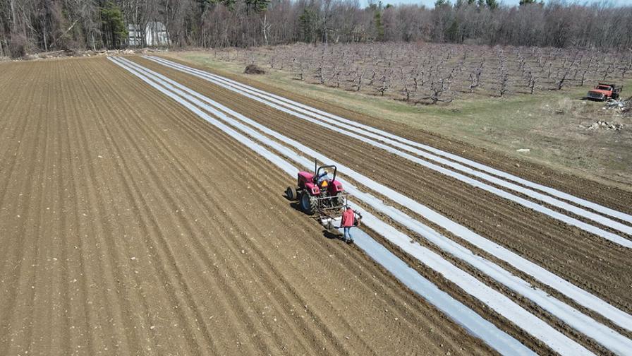 laying plastic for sweet corn plantings at Brookdale Fruit Farm