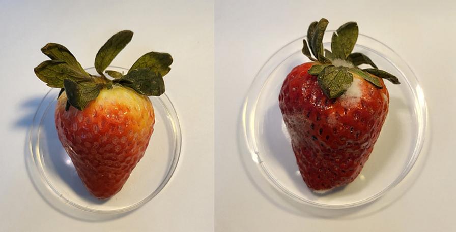 Shelf life trial on strawberries with CBD coating