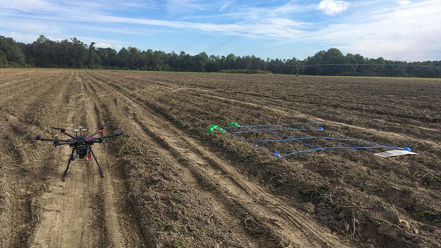 Drone used to scout sweet potato field for crop quality