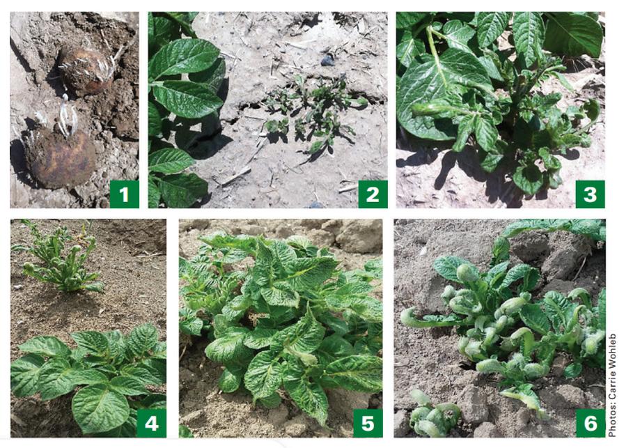 Symptoms of herbicide drift on potato plants and tubers