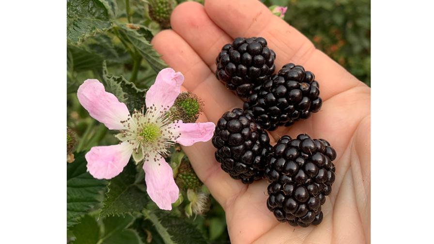 Sultana blackberries in hand