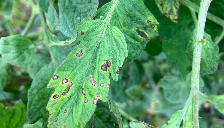 symptoms of bacterial spot on tomato