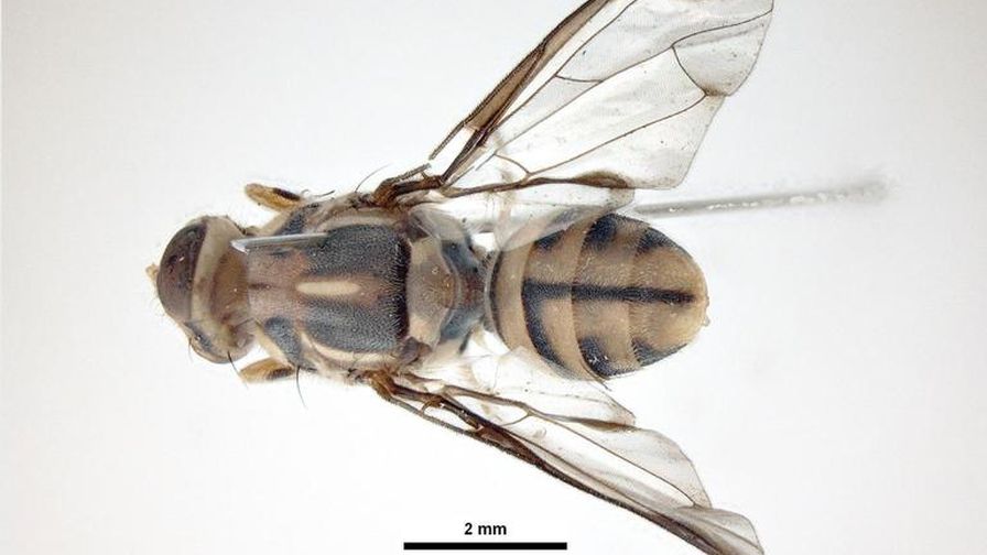 Tau fruit fly (Photo: Pest and Diseases Image Library, Bugwood.org)