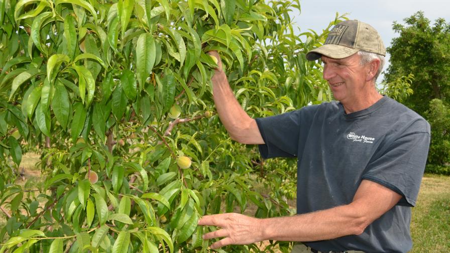 David Hull of White House Fruit Farms inspects peach crop