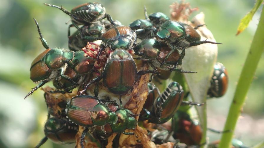 Japanese beetles devouring a plant