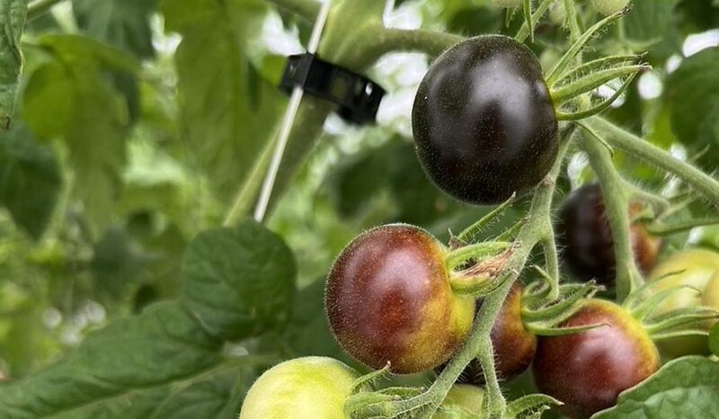 transplanting tomato plants transplanting tomato plants