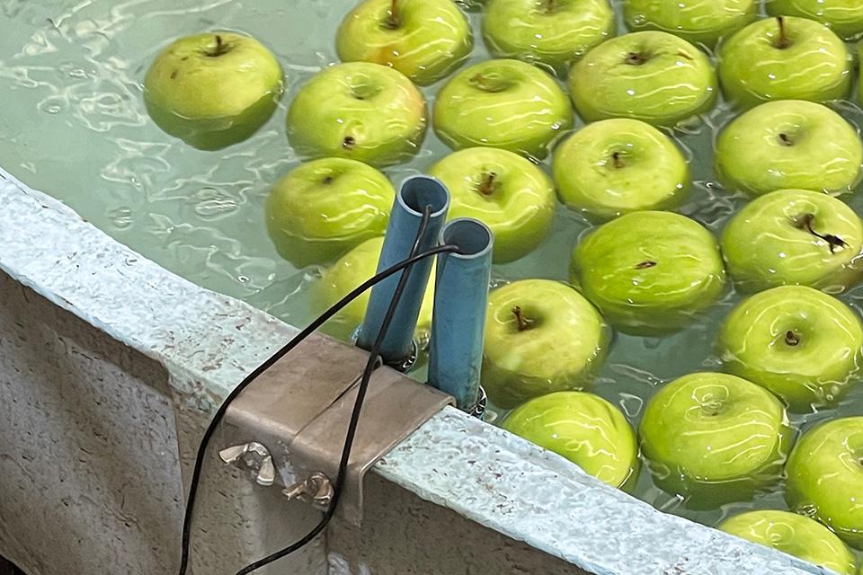 apples in postharvest wash