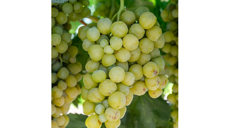 Sunpreme raisin grape cluster