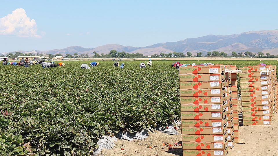 Fieldworkers picking organic strawberries in California