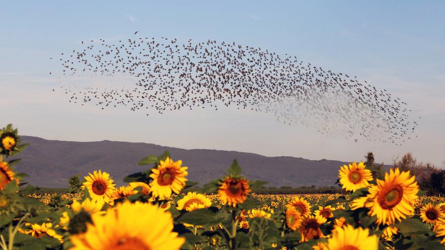 Flock of starlings over sunflowers