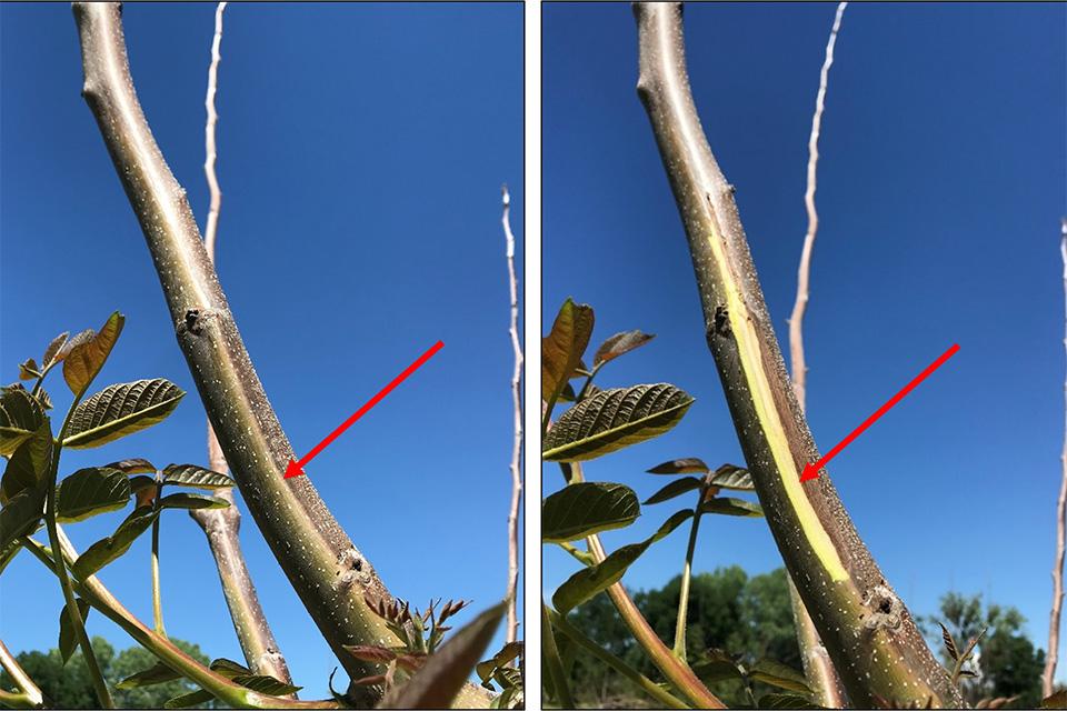 Freeze damage to young walnut trees side by side comparison