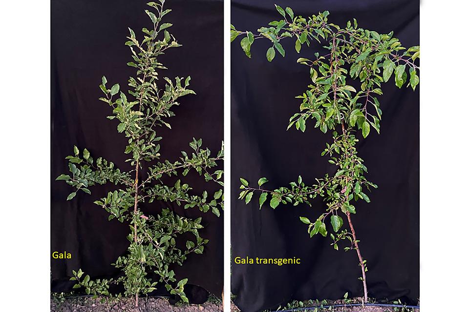 Weeping apple tree comparisons