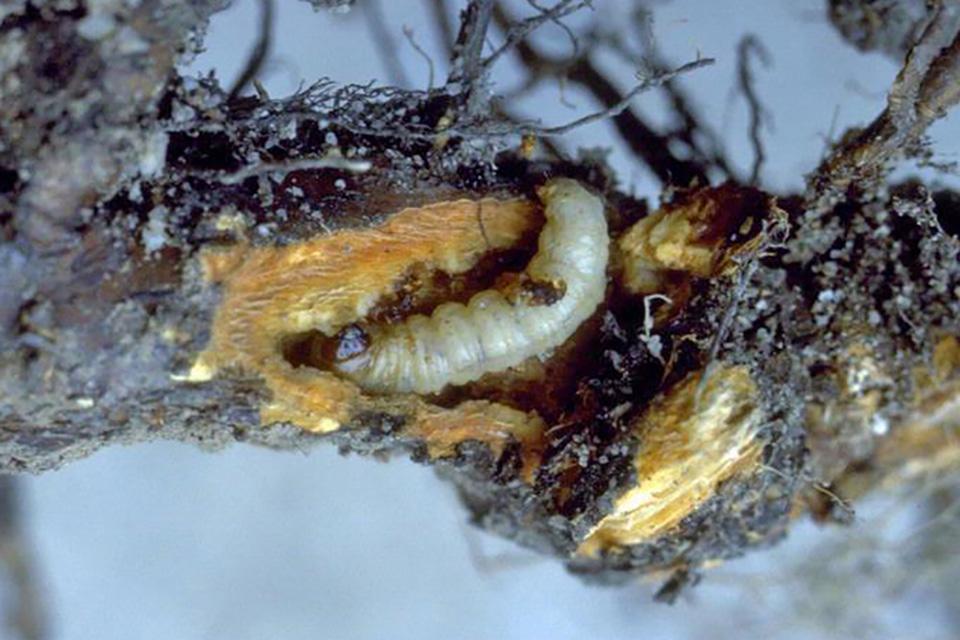 larvae of adult peach tree borers