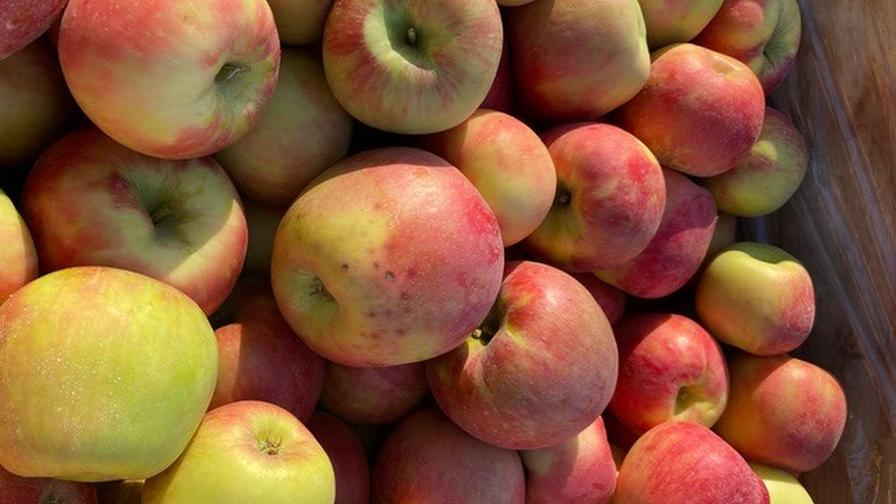 Bitter pit symptoms present in apples.