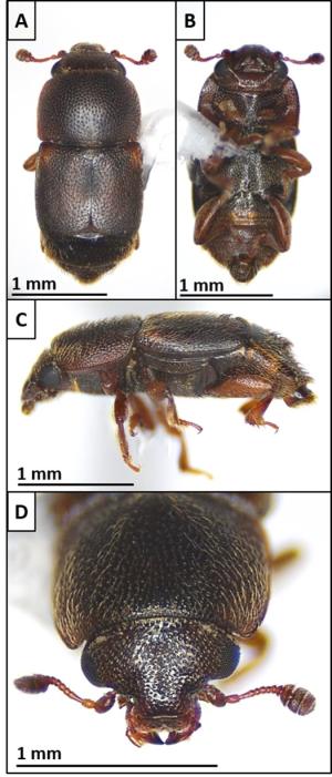 Carpophilus beetle spec slides