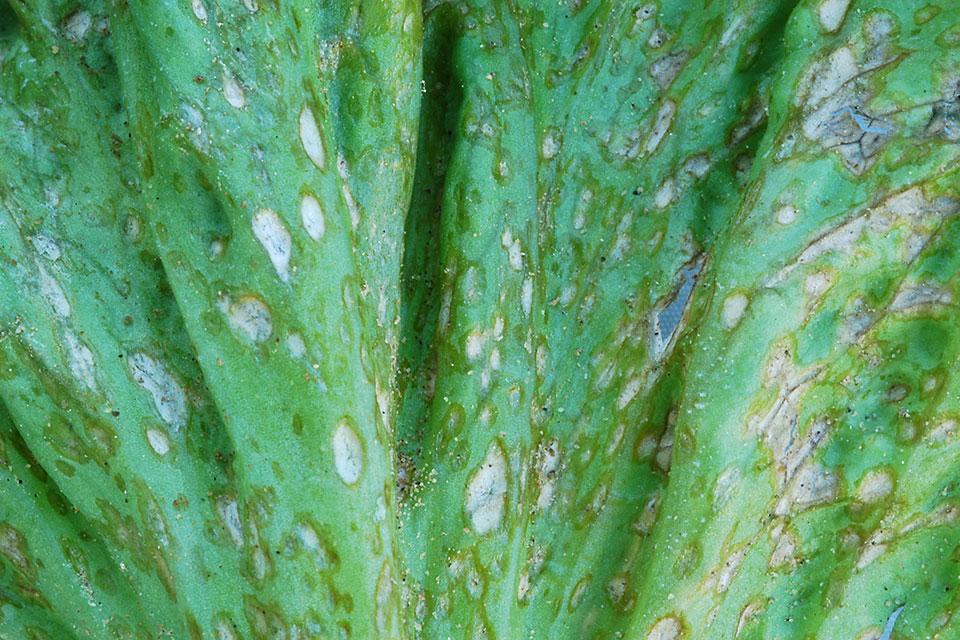 lettuce microdochium up close