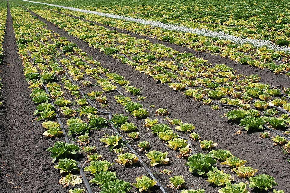 Scouting lettuce field for disease