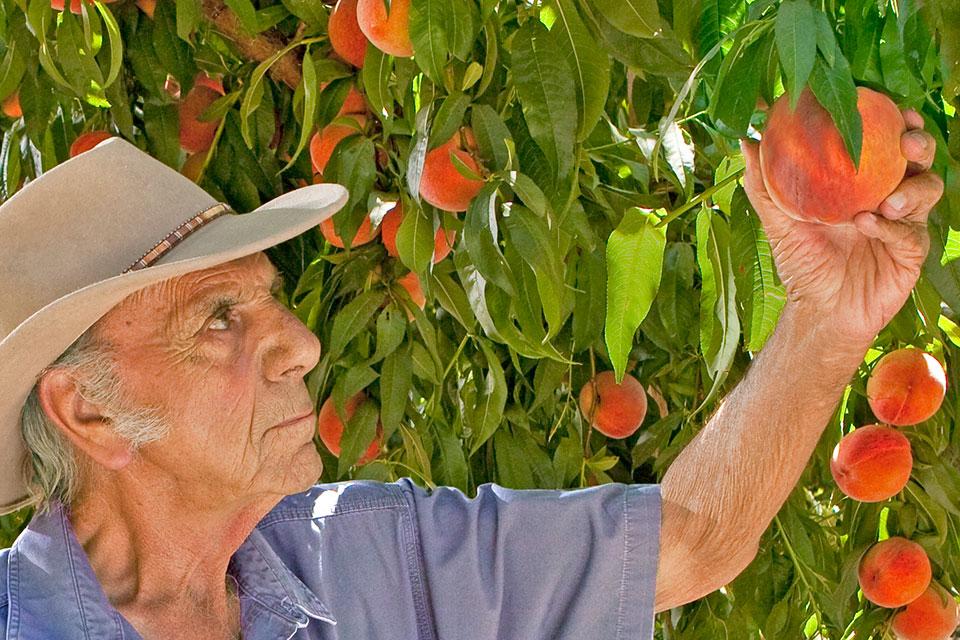 Ray Gerawan inspecting peaches
