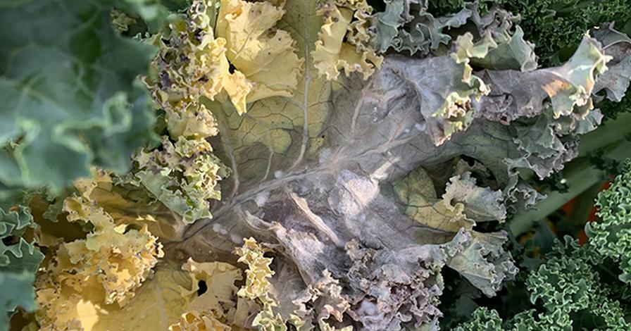 White mold symptoms on curly kale