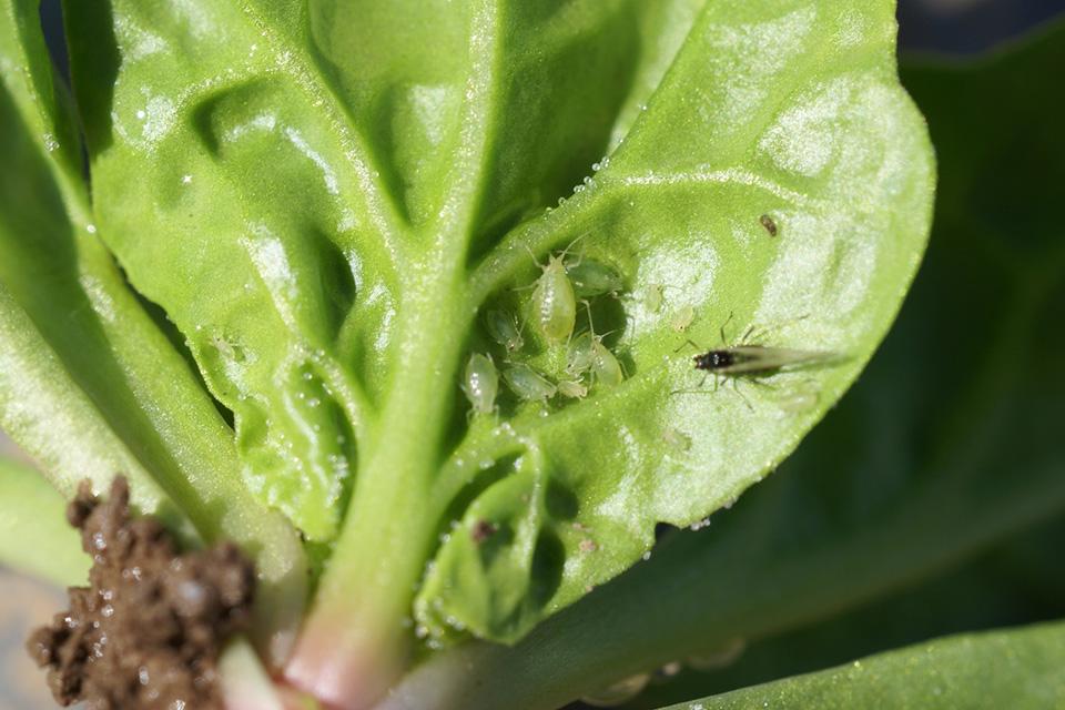Green peach aphids on spinach leaf