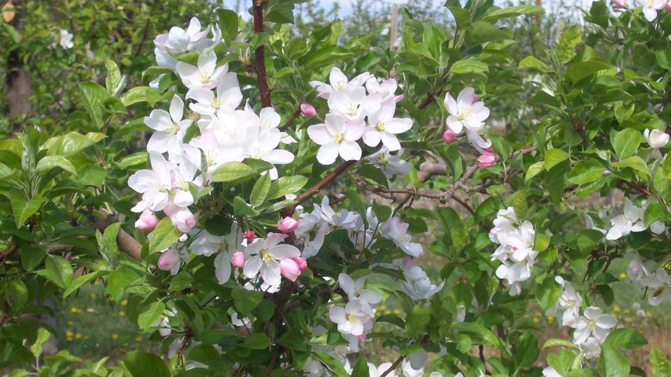 Mt. Blanc crab apple tree in bloom