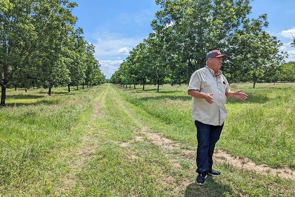 Troy Swift in his pecan orchard