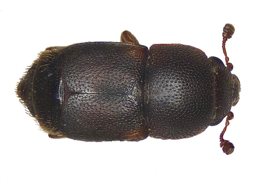Adult profile of Carpophilus beetle