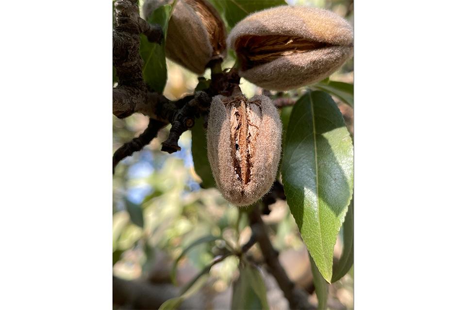 Carpophilus beetle infestation on almonds