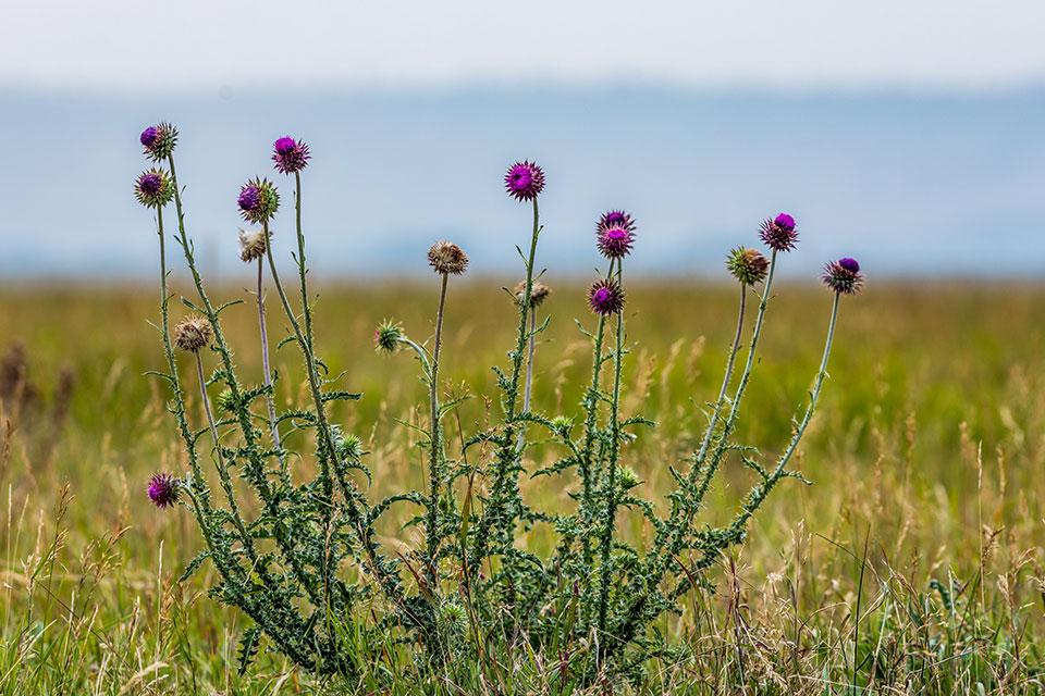 Musk thistle weed