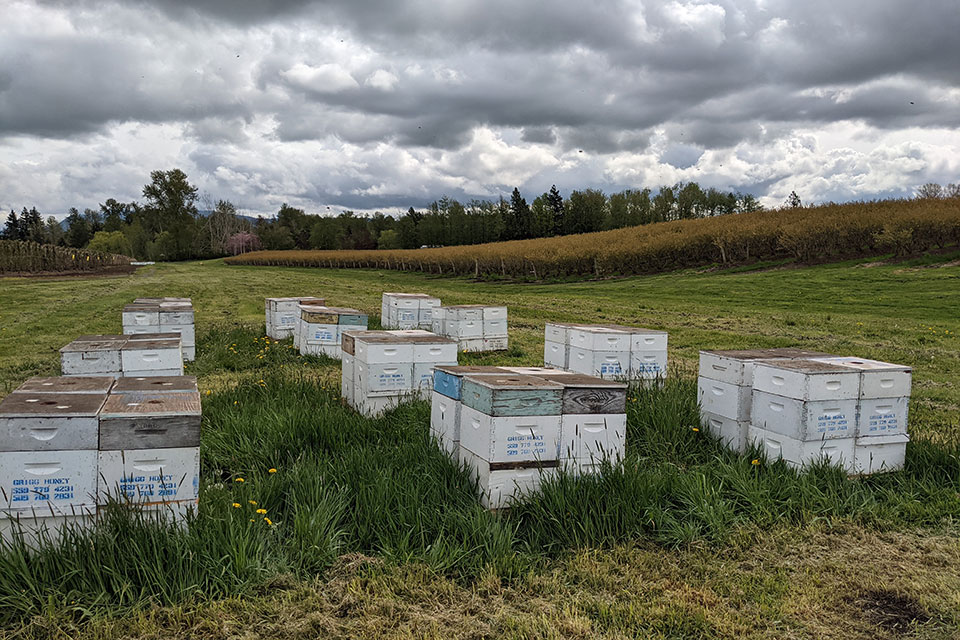 Clumped bee hives in blueberry field
