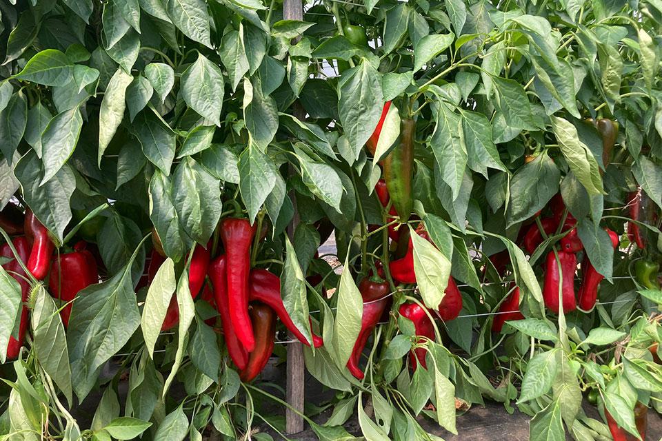 10 Pointers To Grow and Harvest Great Peppers Under Cover - Growing Produce