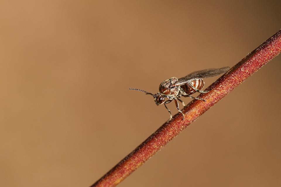 gall wasp on a twig