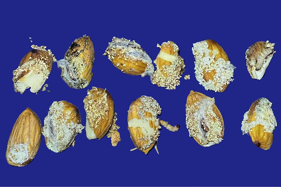 Navel orangeworm damage on almonds
