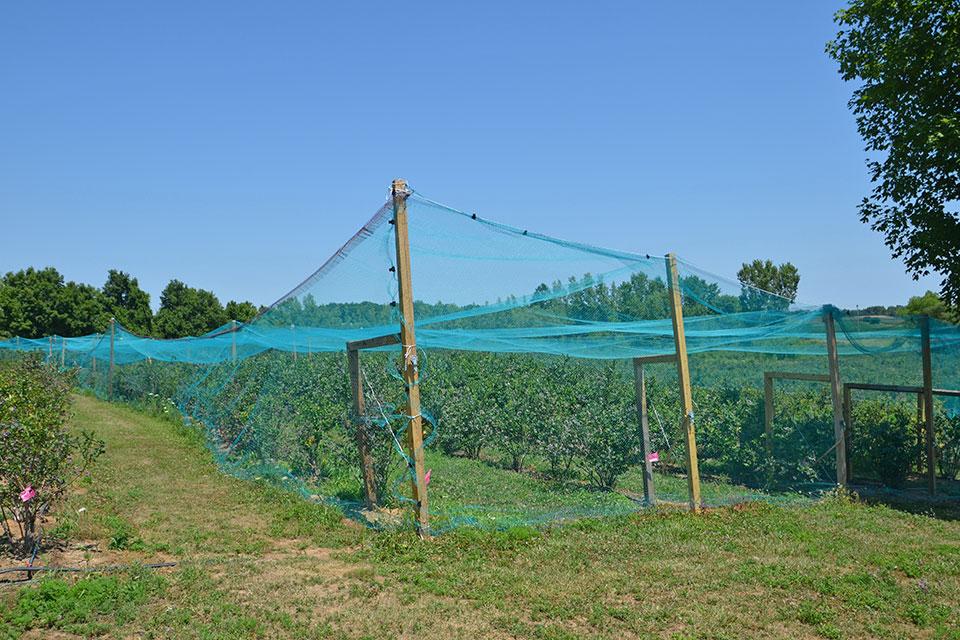 Bird netting over berry crops