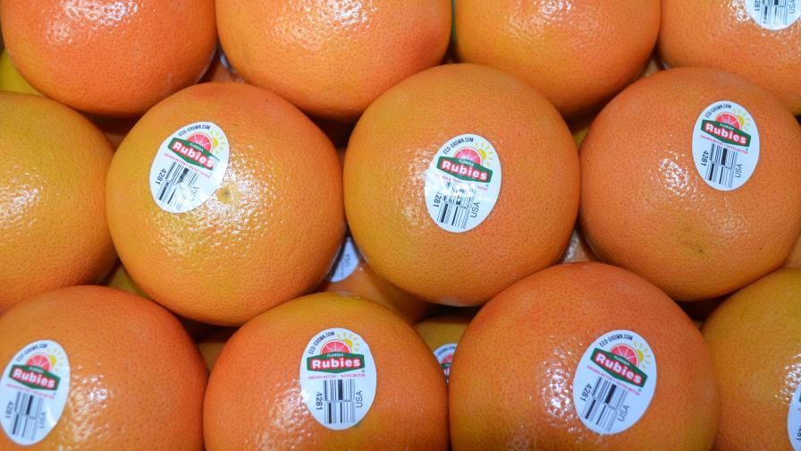 High-quality grapefruit grown under protective cover by Dundee Citrus Growers Association