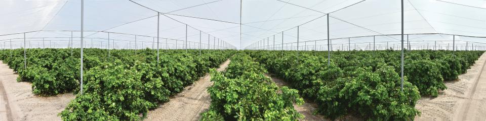 Inside view of Dundee Citrus Growers Association CUPS facility in Central Florida