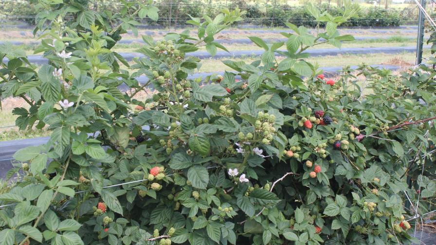 Planting of Kiowa blackberries in Central Florida