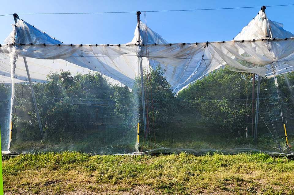 Protective bird netting at Riveridge Land Co.