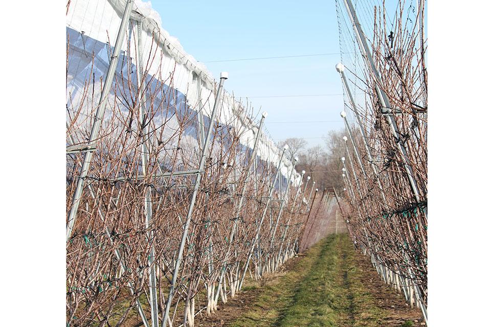 Rows of trellised cherry trees with protective covering at Riveridge Land Co.