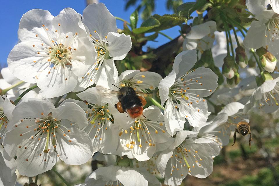 Different bees pollinating cherry tree